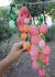 Training programmes with grapes 1.jpg